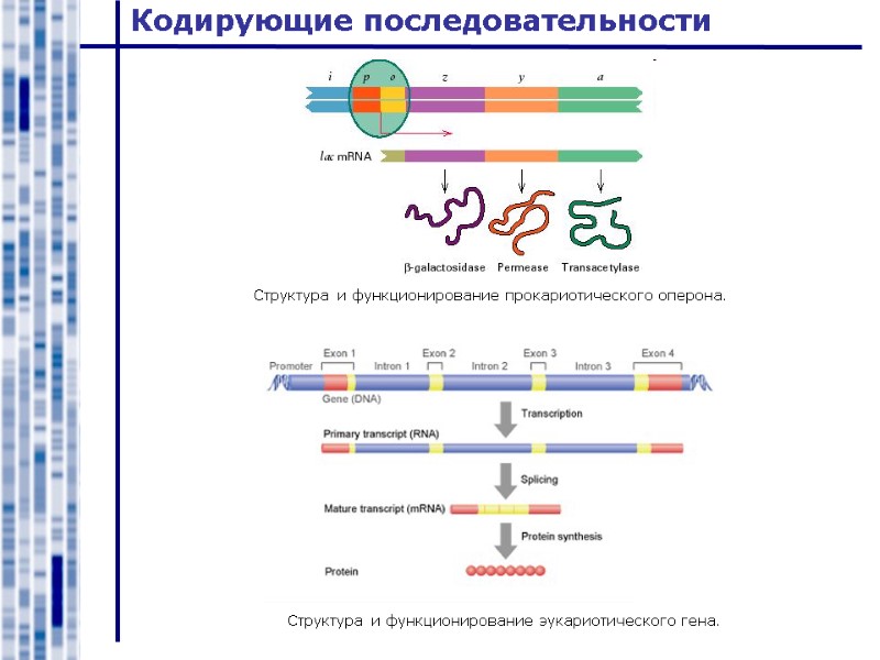 Кодирующие последовательности Структура и функционирование прокариотического оперона. Структура и функционирование эукариотического гена.